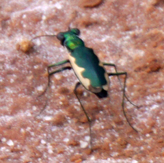 Eunota circumpicta