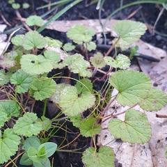 Pelargonium inodorum
