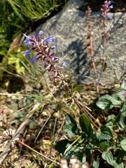 Dracocephalum nutans