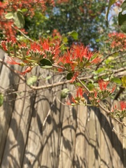 Combretum microphyllum