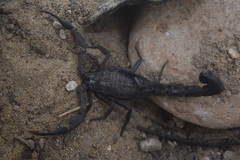 Hottentotta zagrosensis