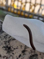 Pachyiulus flavipes