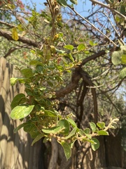 Combretum microphyllum