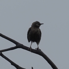 Cincloramphus cruralis