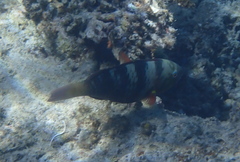 Chlorurus bleekeri