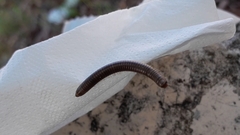 Pachyiulus flavipes