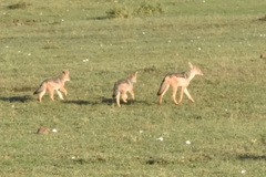 Lupulella mesomelas schmidti
