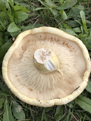 Russula foetens