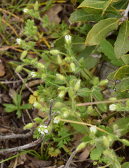 Cerastium brachypetalum