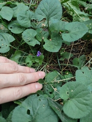 Viola odorata