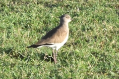 Vanellus melanopterus