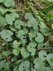 Viola odorata