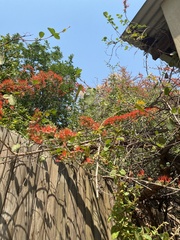 Combretum microphyllum