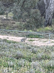 Oryctolagus cuniculus cuniculus