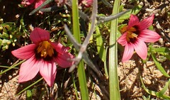 Romulea hirsuta