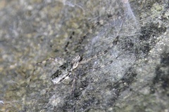 Nephilingis borbonica