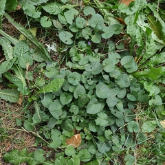 Viola odorata