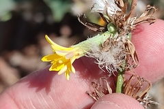 Chondrilla juncea