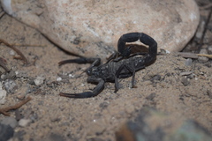 Hottentotta zagrosensis