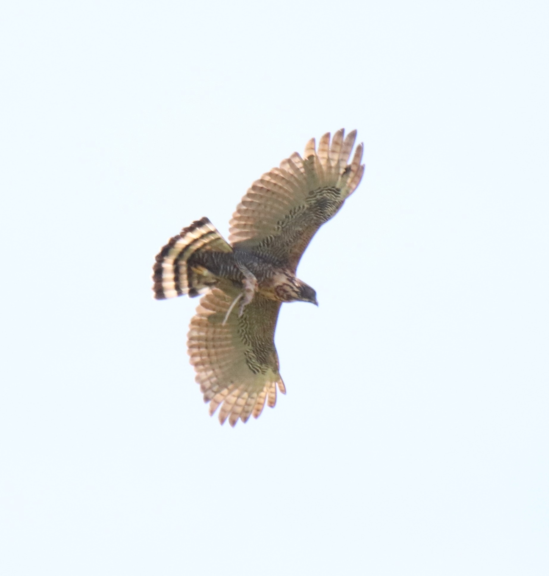 Sulawesi Hawk-Eagle (Nisaetus lanceolatus), photo 10
