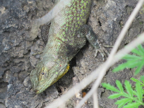 Anahuacan Bunchgrass Lizard