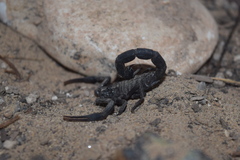 Hottentotta zagrosensis
