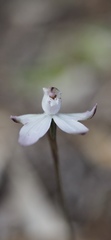 Caladenia