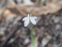 Caladenia