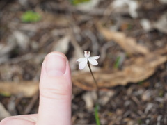 Caladenia