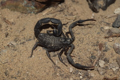 Hottentotta zagrosensis