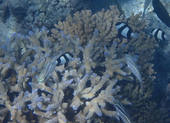 Scolopsis trilineata