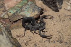 Hottentotta zagrosensis
