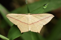 Timandra convectaria