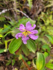 Melastoma malabathricum