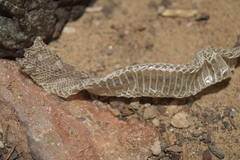 Echis carinatus