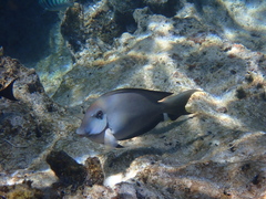 Ctenochaetus striatus