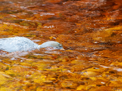 Hymenolaimus malacorhynchos