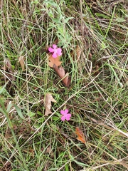 Dianthus deltoides