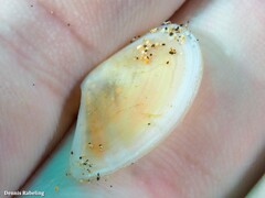 Bosemprella incarnata