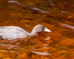 Hymenolaimus malacorhynchos