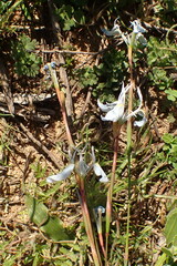 Moraea tripetala
