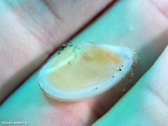 Bosemprella incarnata