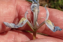 Moraea tripetala