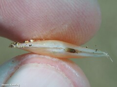 Bosemprella incarnata