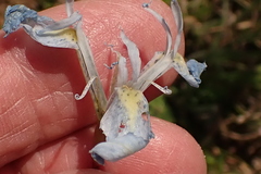 Moraea tripetala