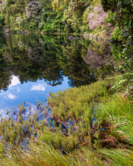 Myriophyllum robustum