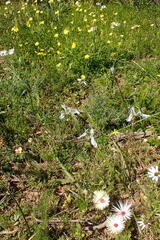 Moraea tripetala