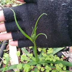 Arthropodium strictum