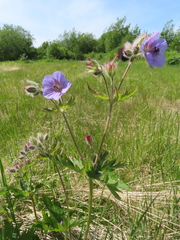 Geranium erianthum
