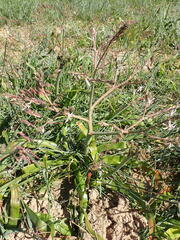 Trachyandra muricata